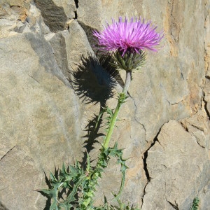 Photographie n°1015086 du taxon Carduus defloratus subsp. defloratus 