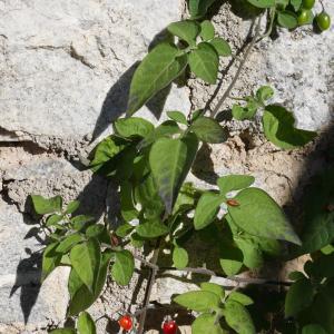 Photographie n°1016065 du taxon Solanum dulcamara L. [1753]
