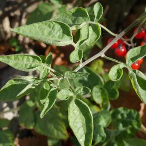 Photographie n°1016067 du taxon Solanum dulcamara L. [1753]