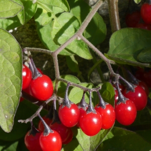 Photographie n°1016070 du taxon Solanum dulcamara L. [1753]