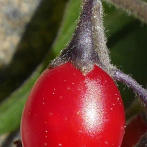 Photographie n°1016071 du taxon Solanum dulcamara L. [1753]
