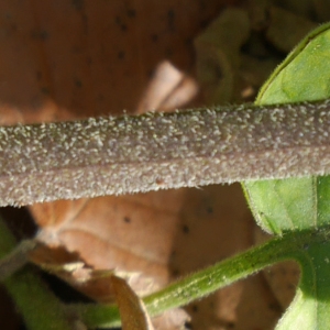 Photographie n°1016072 du taxon Solanum dulcamara L. [1753]