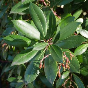 Photographie n°1016640 du taxon Arbutus unedo L. [1753]