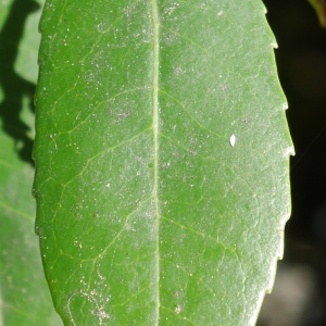 Photographie n°1016641 du taxon Arbutus unedo L. [1753]