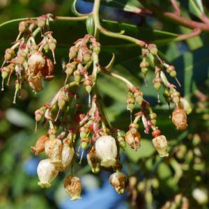 Photographie n°1016643 du taxon Arbutus unedo L. [1753]