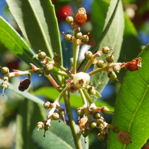 Photographie n°1016644 du taxon Arbutus unedo L. [1753]