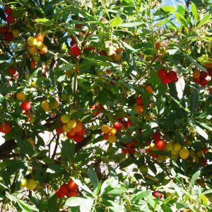 Photographie n°1016646 du taxon Arbutus unedo L. [1753]