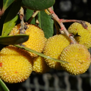 Photographie n°1016648 du taxon Arbutus unedo L. [1753]