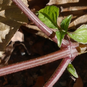 Photographie n°1016657 du taxon Galinsoga parviflora Cav.