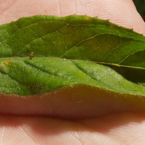 Photographie n°1016679 du taxon Epilobium hirsutum L.