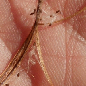 Photographie n°1016684 du taxon Epilobium hirsutum L.