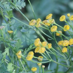 Photographie n°1016813 du taxon Tanacetum vulgare L. [1753]