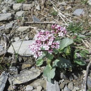 Photographie n°1016839 du taxon Valeriana rotundifolia Vill. [1787]