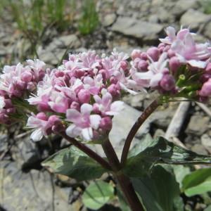 Photographie n°1016841 du taxon Valeriana rotundifolia Vill. [1787]