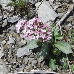 Photographie n°1016842 du taxon Valeriana rotundifolia Vill. [1787]