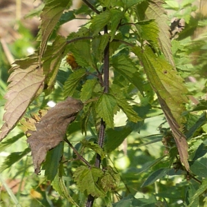 Photographie n°1017261 du taxon Urtica dioica L. [1753]