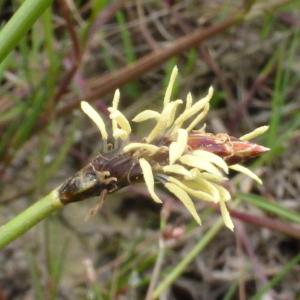 Photographie n°1017338 du taxon Eleocharis multicaulis (Sm.) Desv. [1818]