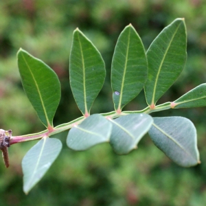 Photographie n°1017346 du taxon Pistacia lentiscus L. [1753]