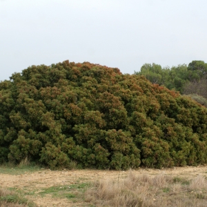 Photographie n°1017351 du taxon Pistacia lentiscus L. [1753]