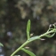  Liliane Roubaudi - Lobularia maritima (L.) Desv.