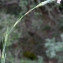  Liliane Roubaudi - Dianthus caryophyllus L. [1753]