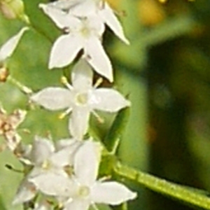 Photographie n°1018505 du taxon Galium album Mill. [1768]