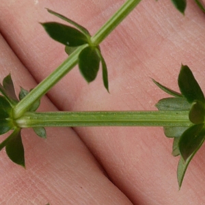 Photographie n°1018506 du taxon Galium album Mill. [1768]