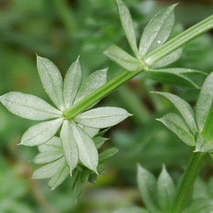 Photographie n°1018507 du taxon Galium album Mill. [1768]