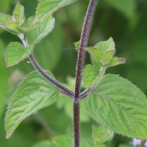 Photographie n°1019484 du taxon Mentha aquatica L. [1753]