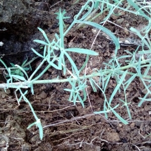 Photographie n°1019563 du taxon Linaria repens (L.) Mill. [1768]