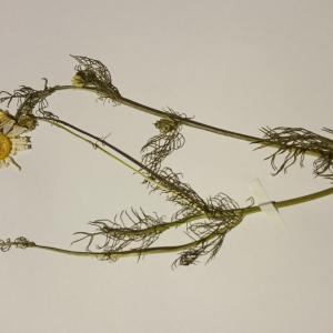 Photographie n°1019584 du taxon Tripleurospermum inodorum (L.) Sch.Bip. [1844]