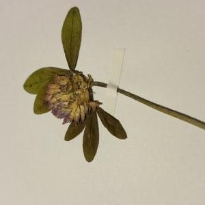 Photographie n°1019586 du taxon Trifolium pratense L. [1753]