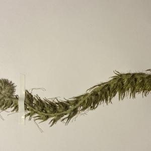 Photographie n°1019618 du taxon Echium vulgare L. [1753]