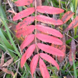 Photographie n°1019646 du taxon Sorbus domestica L. [1753]