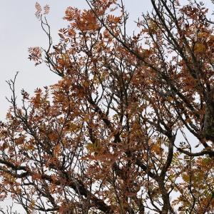 Photographie n°1019649 du taxon Sorbus domestica L. [1753]