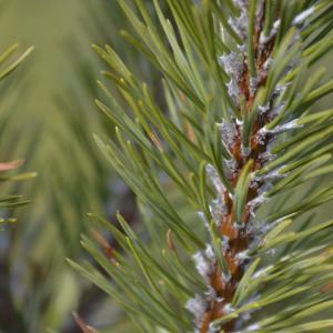Photographie n°1019824 du taxon Pinus mugo subsp. uncinata (Ramond ex DC.) Domin [1936]