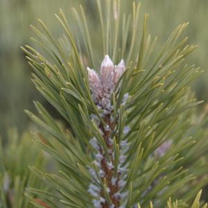 Photographie n°1019826 du taxon Pinus mugo subsp. uncinata (Ramond ex DC.) Domin [1936]