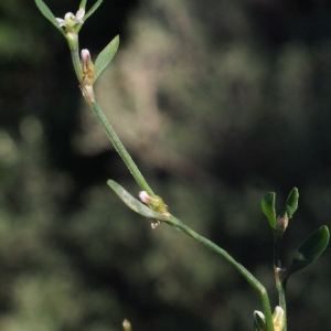 Photographie n°1020294 du taxon Polygonum aviculare L.