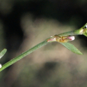 Photographie n°1020295 du taxon Polygonum aviculare L.