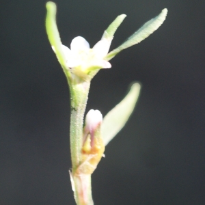 Photographie n°1020297 du taxon Polygonum aviculare L.