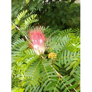 Albizia niopoides (Benth.) Burkart