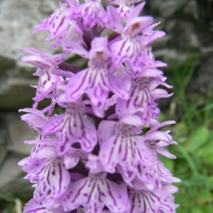 Photographie n°1020339 du taxon Dactylorhiza fuchsii (Druce) Soó [1962]