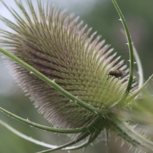 Photographie n°1020387 du taxon Dipsacus fullonum L. [1753]