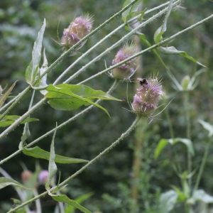 Photographie n°1020388 du taxon Dipsacus fullonum L. [1753]