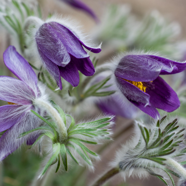 Anemone montana Hoppe ex Sturm [1826] [nn] par Bernard MACHETTO le 07/03/2013 - Saillon Suisse