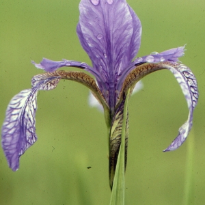 Photographie n°1021026 du taxon Iris sibirica L. [1753]