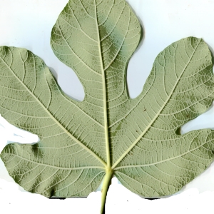 Photographie n°1021148 du taxon Ficus carica L. [1753]