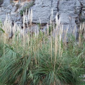 Photographie n°1021185 du taxon Cortaderia selloana (Schult. & Schult.f.) Asch. & Graebn.