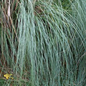 Photographie n°1021192 du taxon Cortaderia selloana (Schult. & Schult.f.) Asch. & Graebn.