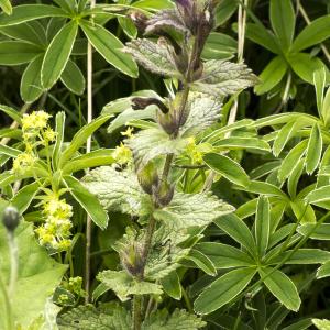 Photographie n°1021316 du taxon Bartsia alpina L.